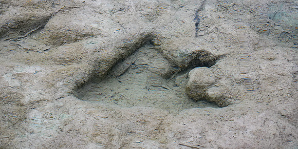 Theropod Track Paluxy River Bed