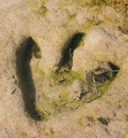 Theropod Track UW Paluxy River Bed