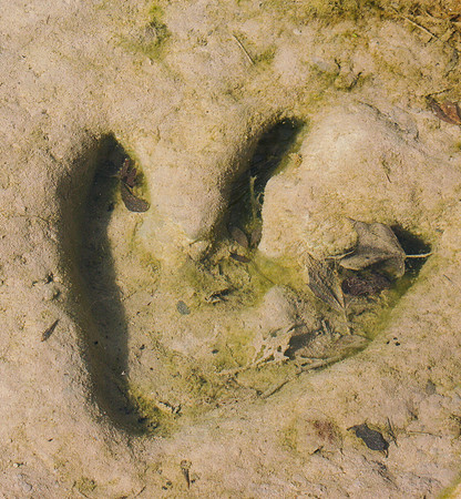 Theropod Track UW Paluxy River Bed