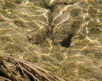 Theropod Track Underwater