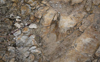 Theropod Track
