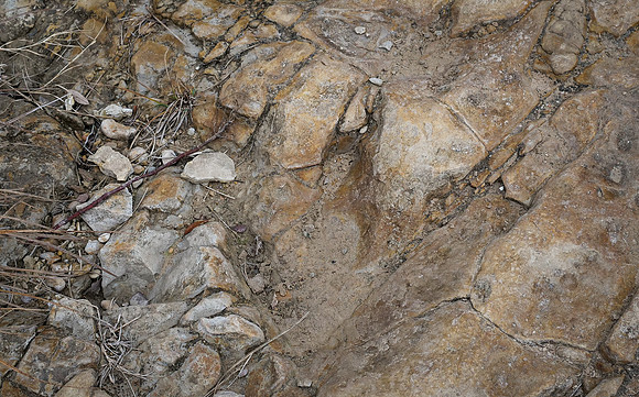 Theropod Track
