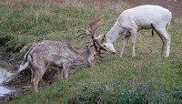 Fallow Deer Sparing 2