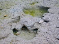 Theropod Tracks Underwater