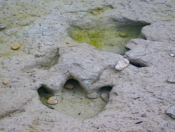 Theropod Tracks Underwater