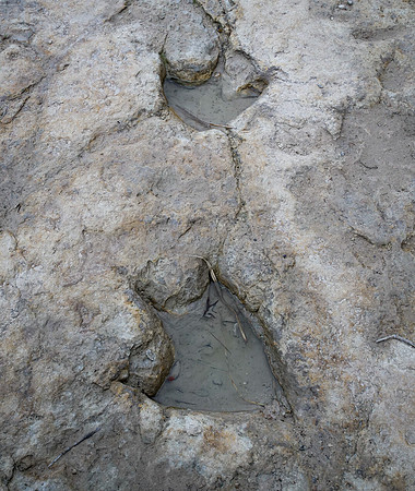 Theropod Tracks Paluxy River Bed