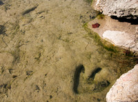 Theropod Tracks Paluxy River Bed