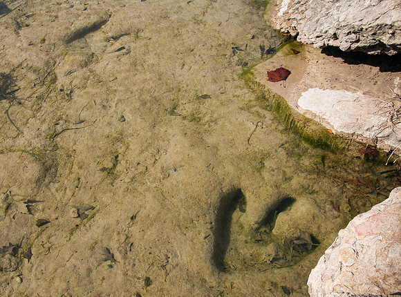 Theropod Tracks Paluxy River Bed