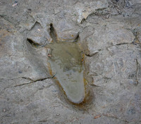 Theropod Track Paluxy River Bed