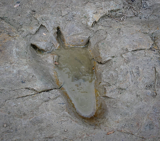 Theropod Track Paluxy River Bed