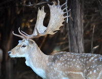Fallow Deer