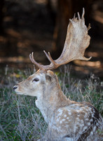 Fallow Deer