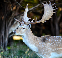 Fallow Deer 1