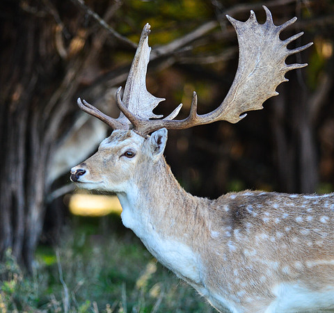 Fallow Deer 1