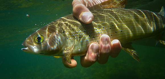 Grayling were taking Dries