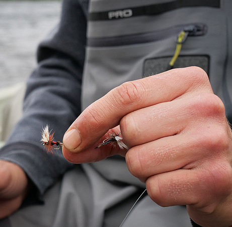 Royal Wulff for Regal Trout