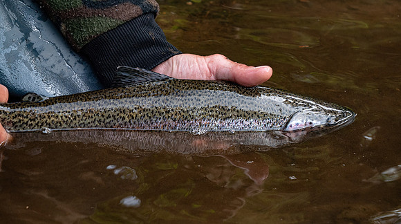 Trout Release