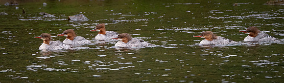 Red -Breasted Merganser's