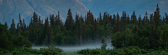 Cool Colors of a Misty Morning