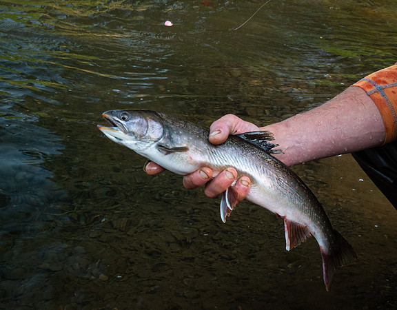 Arctic Char