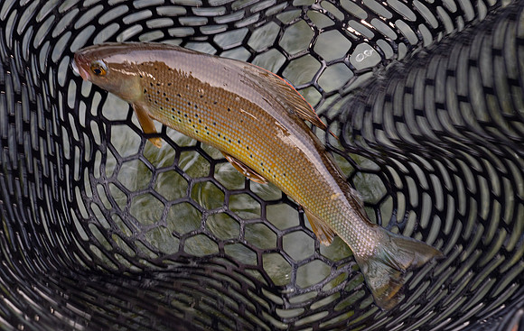 1st Arctic Grayling in the Net !