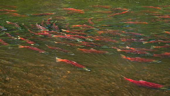 Sockeye Traffic Above w/ Rainbows Below