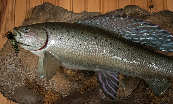 Nice Grayling !