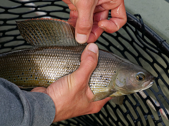 Grayling Dorsal
