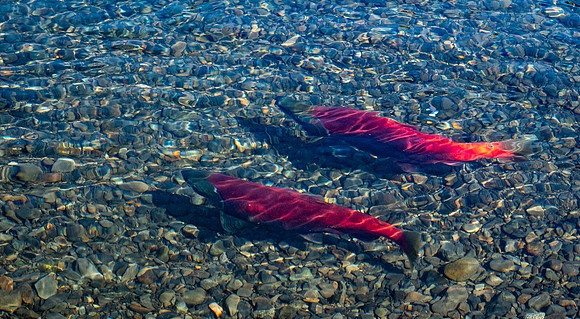 Mating pair of Sockeye