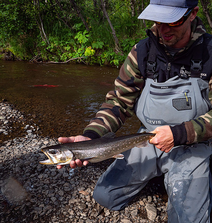 Arctic Char