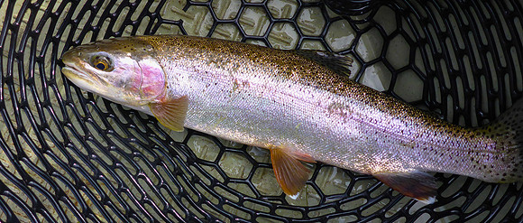 Rainbow in the Net