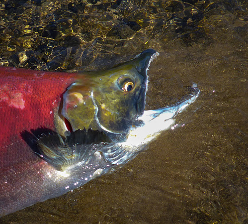 Toothy