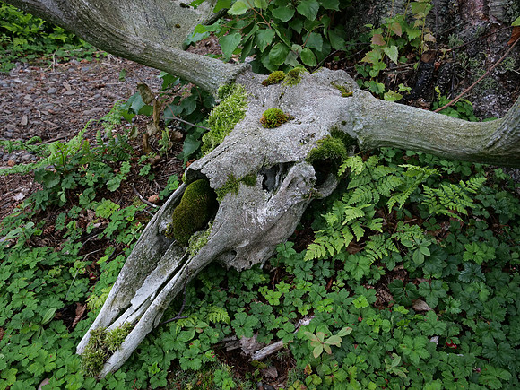 Moose Moss