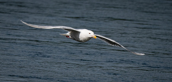Incoming Seagull