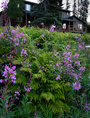 Fireweed & Ferns