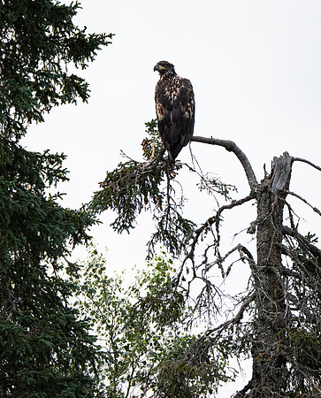 Immature Bald Eagle