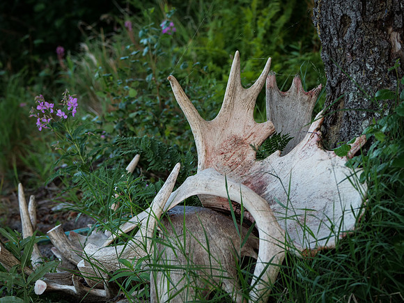 Moose Palms