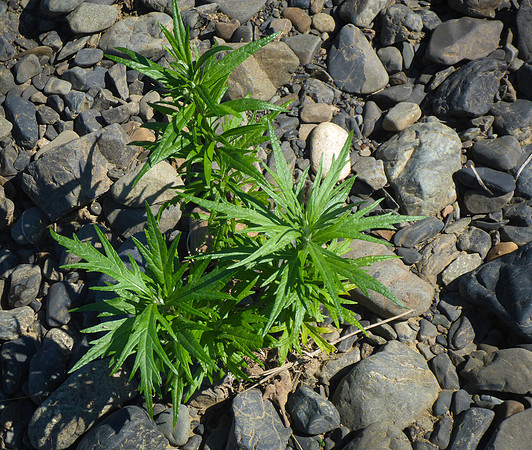 Mugwort