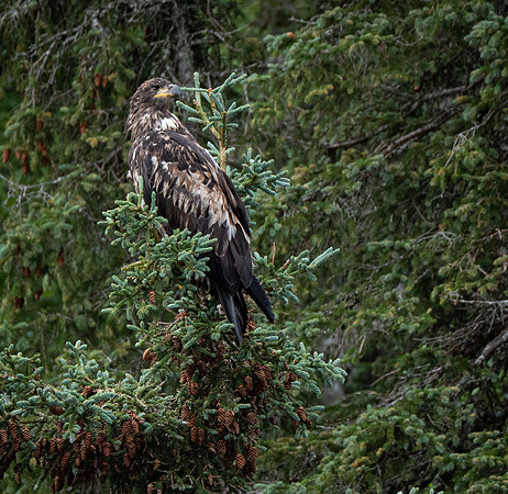 Immature Bald Eagle
