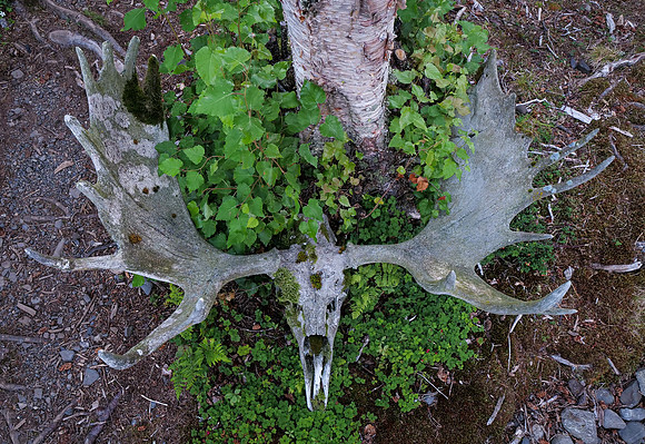 Bullwinkle