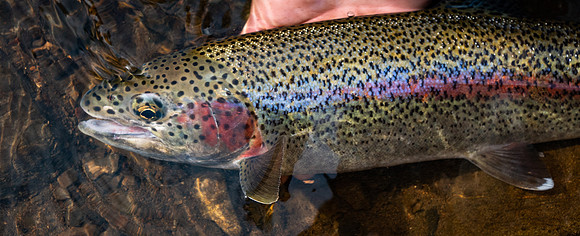 Leopard Rainbow