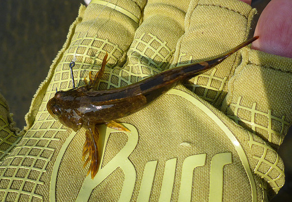 Mark's Big Fish !  Sculpin on the Fly