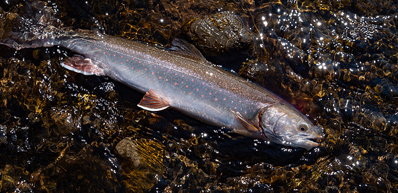 Dolly Varden