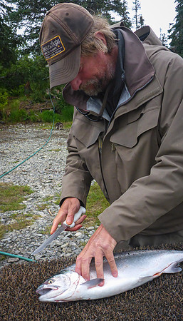 Silver Salmon