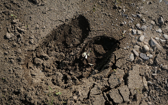 Moose Track
