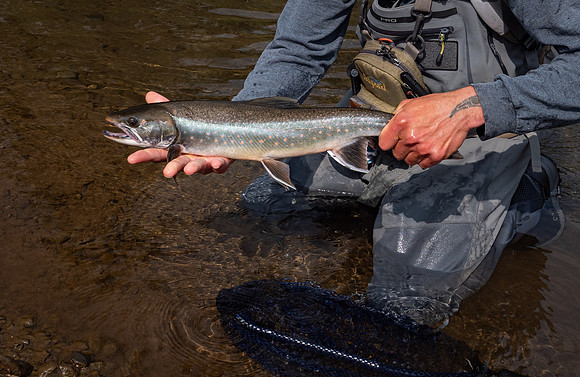Ice Creek Dolly