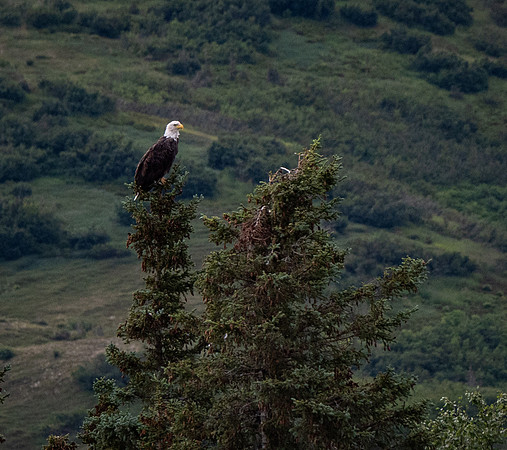 Bald Eagle @ Fino Creek