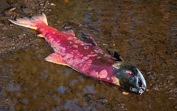 Zombie Salmon