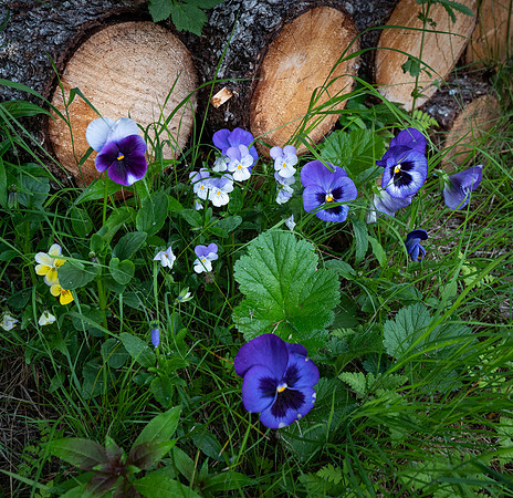 Pansies
