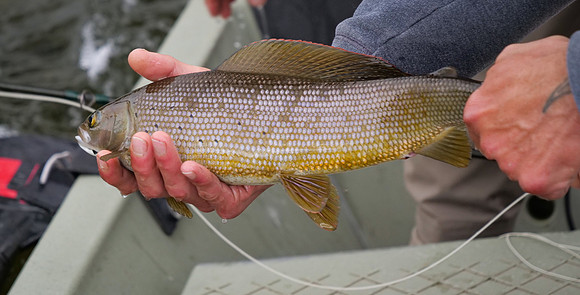Alaska Gold !